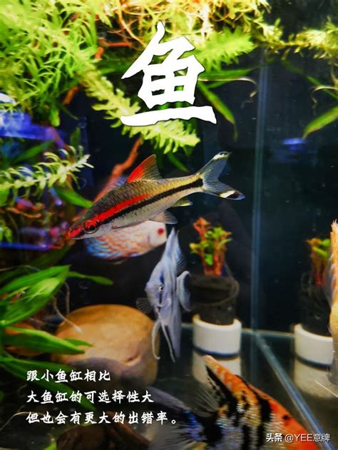 那種魚最好養|小型魚缸適合養的十種魚